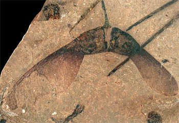 50-million-year-old fossil plant