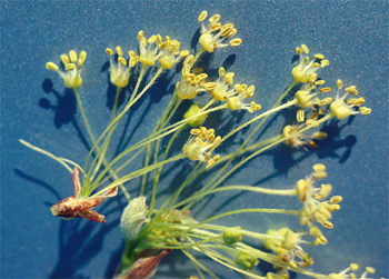 Florida maple tree flowers