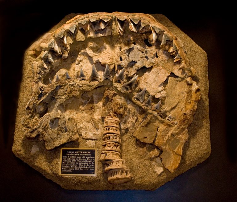 Preserved shark fossil adds evidence to great white’s origins