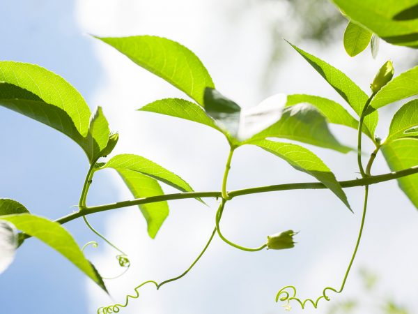 passion flower vine