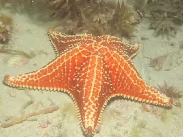 video screen shot - orange starfish