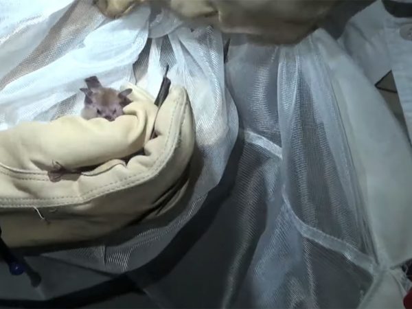 video screen shot, Researchers catch bats at night and examine them
