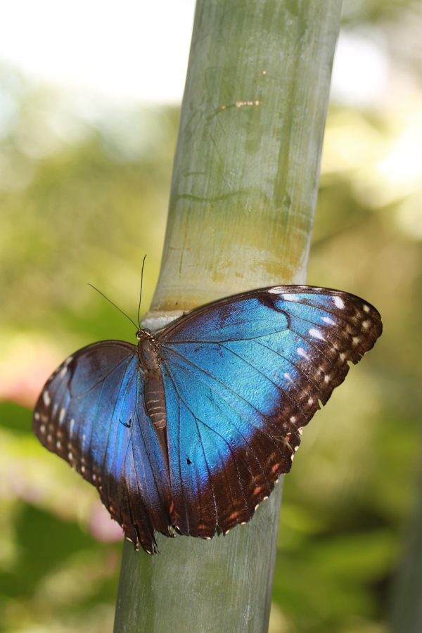 blue morpho butterfly