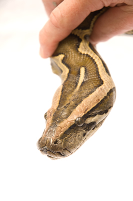 Burmese Python