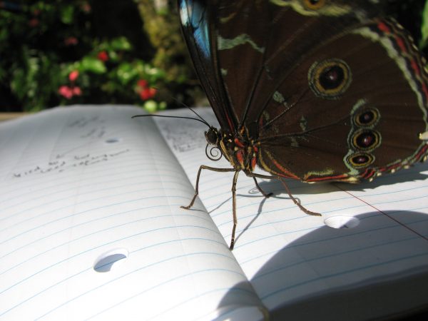 clipper butterfly resting on pages of a notebook