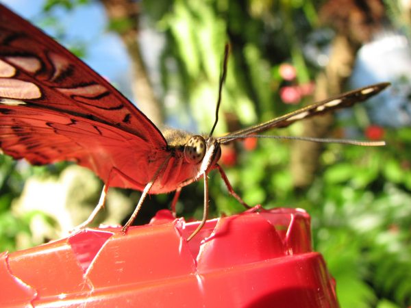 clipper butterfly on bait station