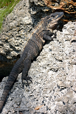 black spiny-tailed iguana