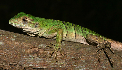 juvenile black spiny-tailed iguana