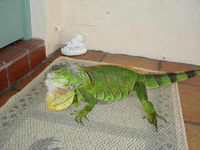 Iguana on front porch