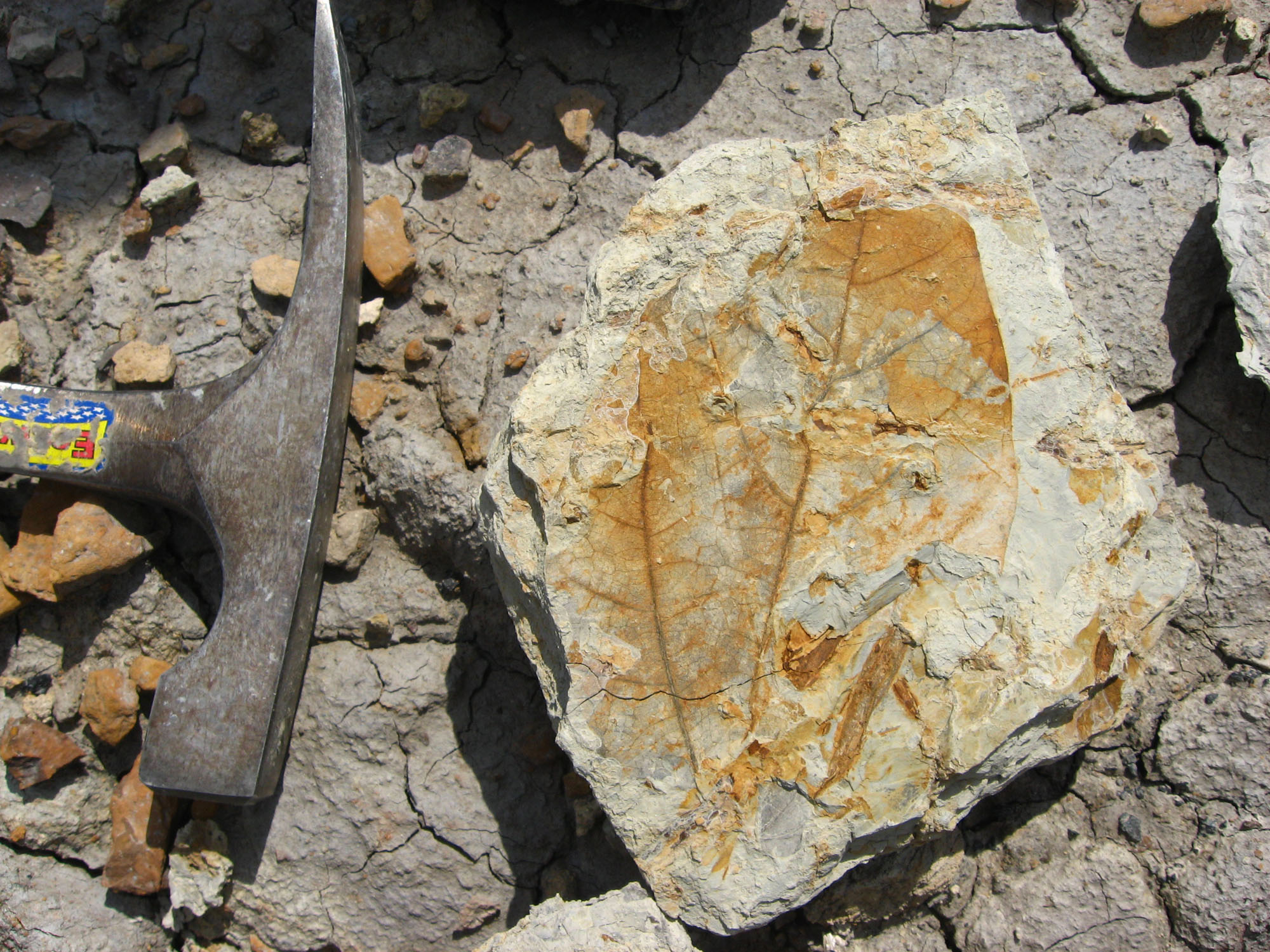 Plant fossils give first picture of earliest Neotropical rainforests –  Florida Museum Science
