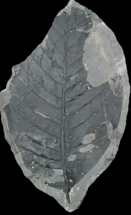 58-million-year-old fossil related to Sapotaceae