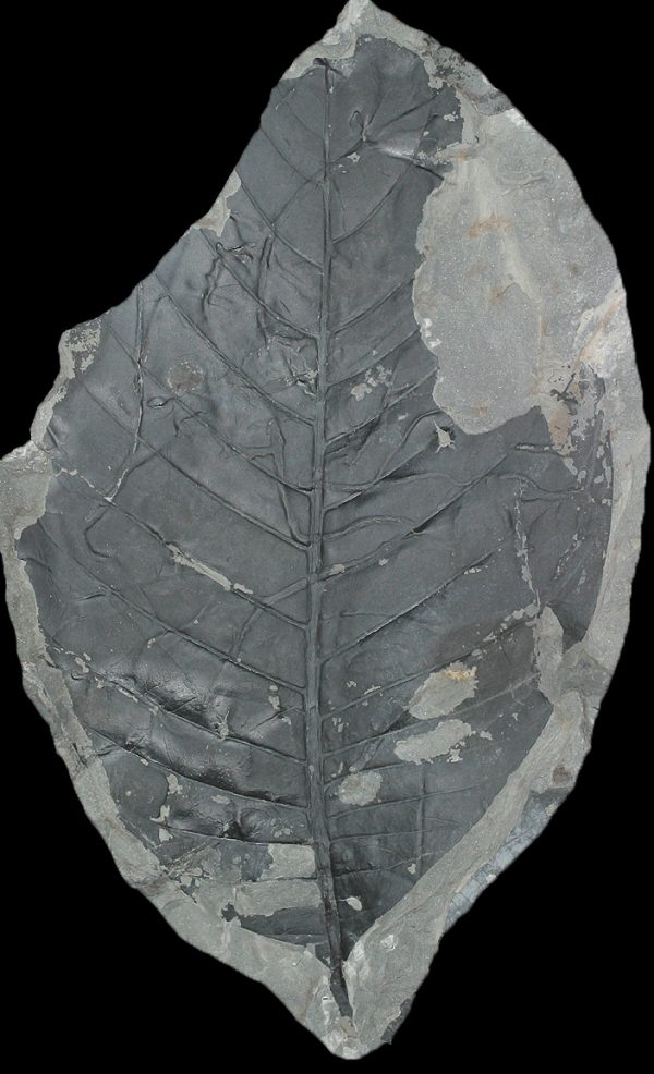 Plant fossils give first picture of earliest Neotropical rainforests