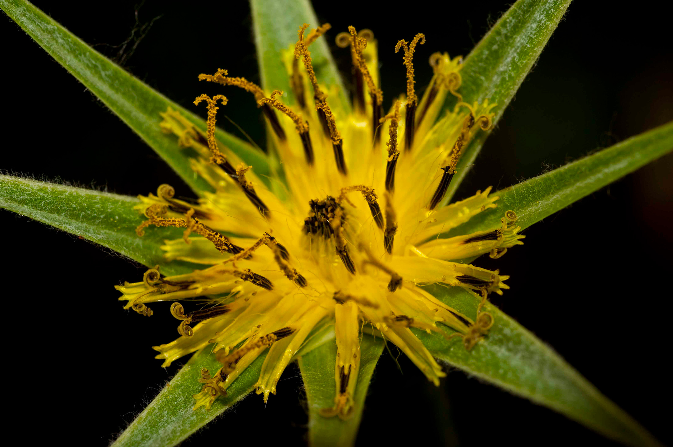 John-go-to-bed-at-noon plant