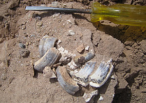 fossil mammal teeth