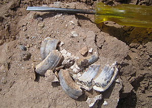 fossil mammal teeth