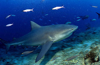 bull shark in Fiji