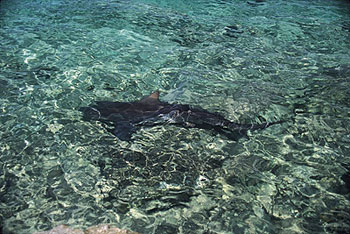 bull shark in lagoon