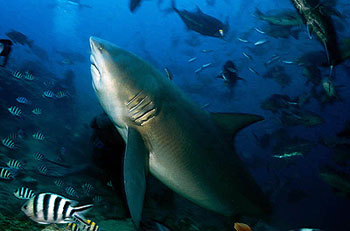 bull shark in fiji with fish