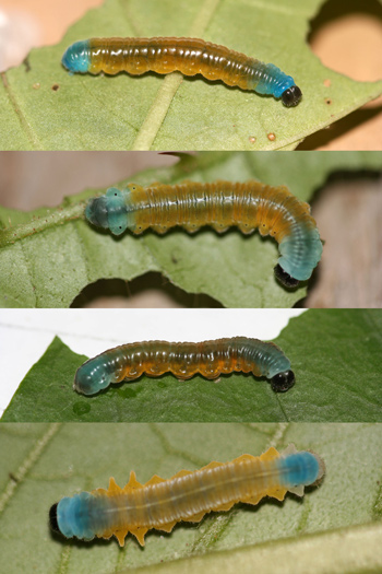 Evidence of mimicry in caterpillars documented – Research News