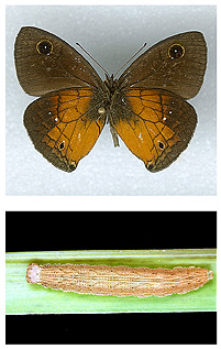 Calisto pulchella