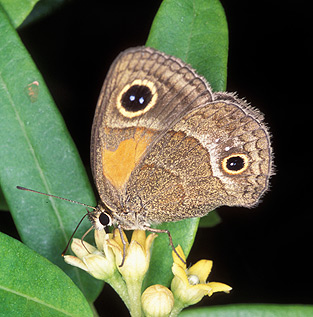 Calisto obscura