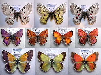 nine Central Asian butterfly species