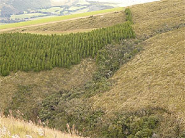 planted pine forrest