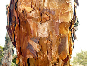 Paper tree bark