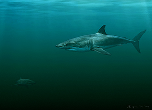 Preserved shark fossil adds evidence to great white's origins