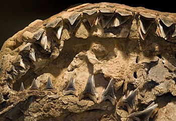 fossil shark skull