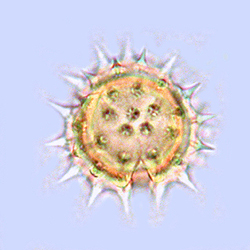 pollen grain