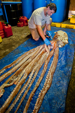 Portell injecting squid