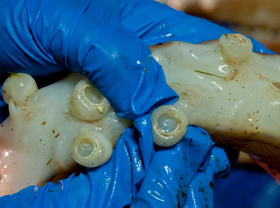 giant squid suctions