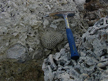 fossils in the rocks