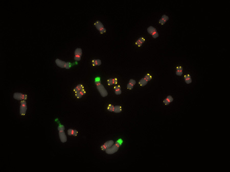 plant chromosomes