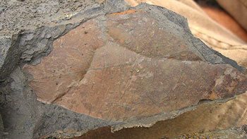 fossilized leaf