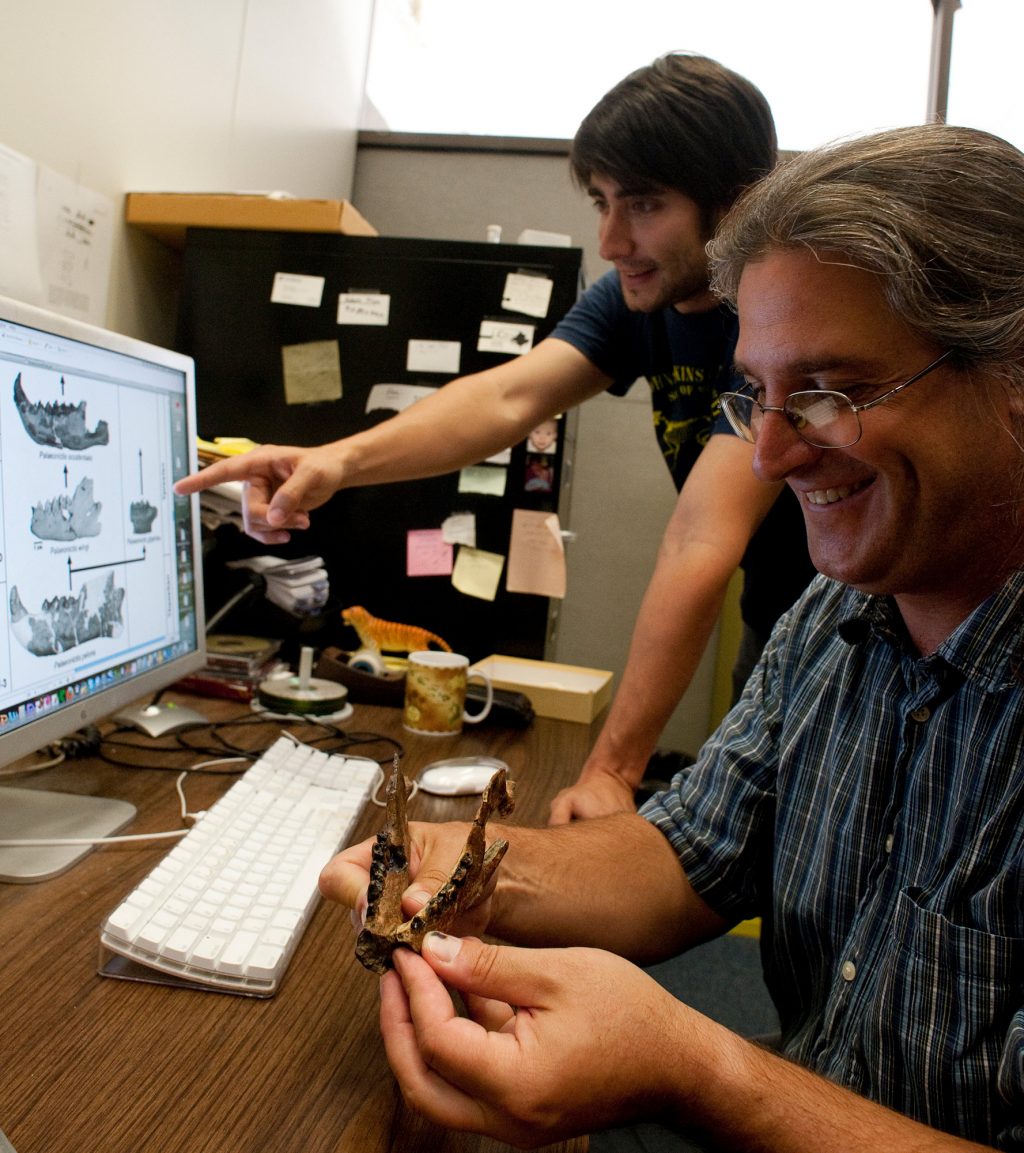 Examining fossil jaw