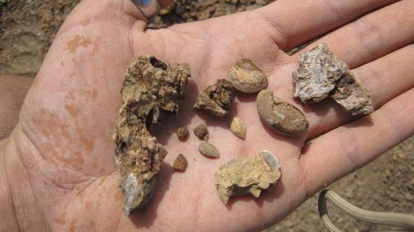 fossil seeds held in hand