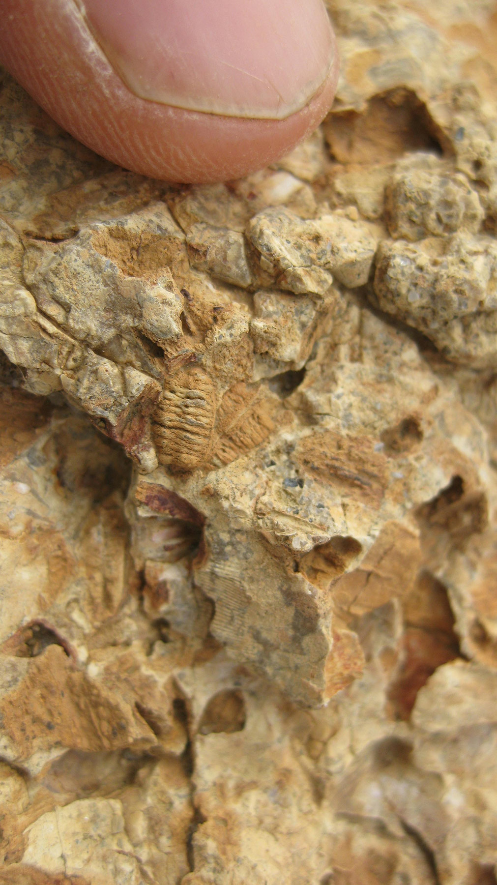 fossilized custard apple