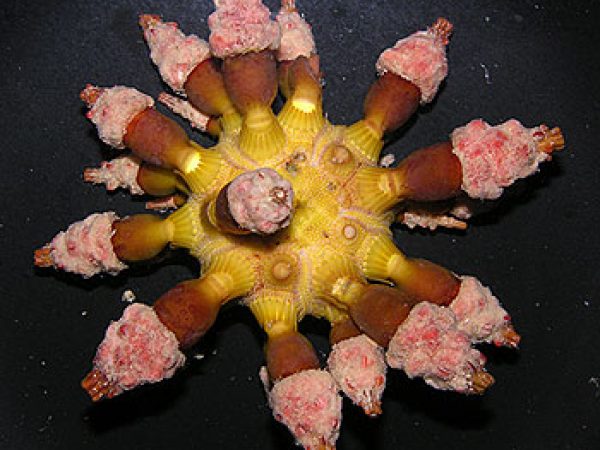 sea urchin