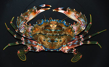 unknown crab species
