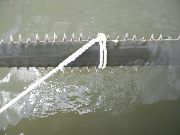 Sawfish saw