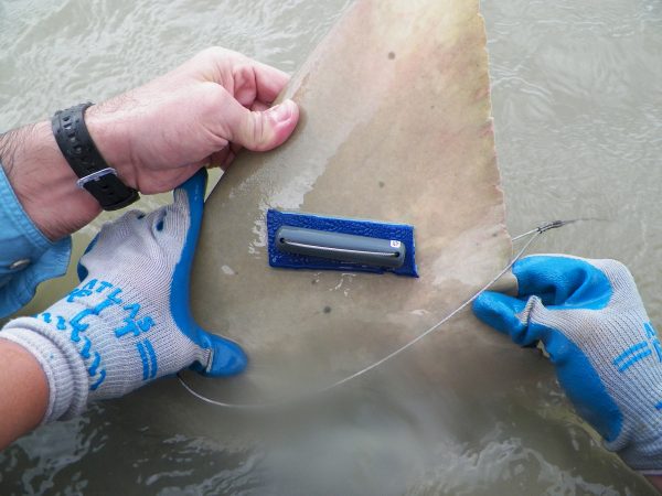 Sawfish fin tagging