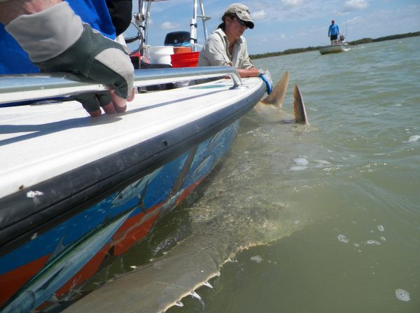 sawfish restrained alongside boat