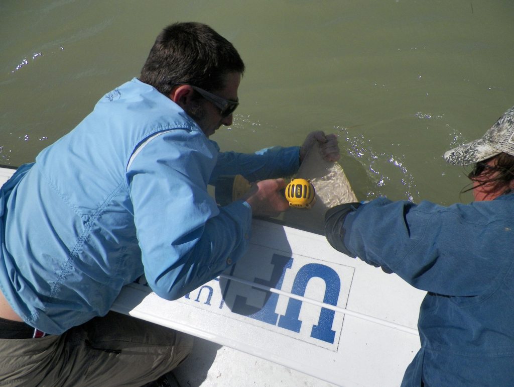 technicians tag sawfish