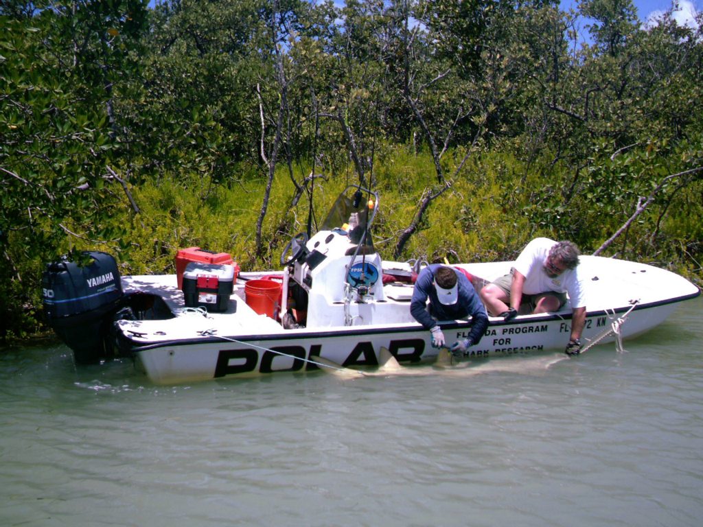 catching sawfish alongside boat