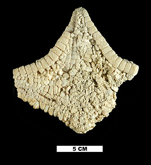 sea star fossil