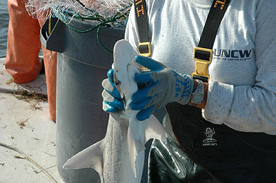 bonnethead shark