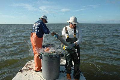 measuring a bonnethead shark