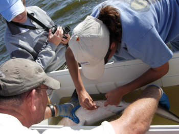 implating tag on young bull shark